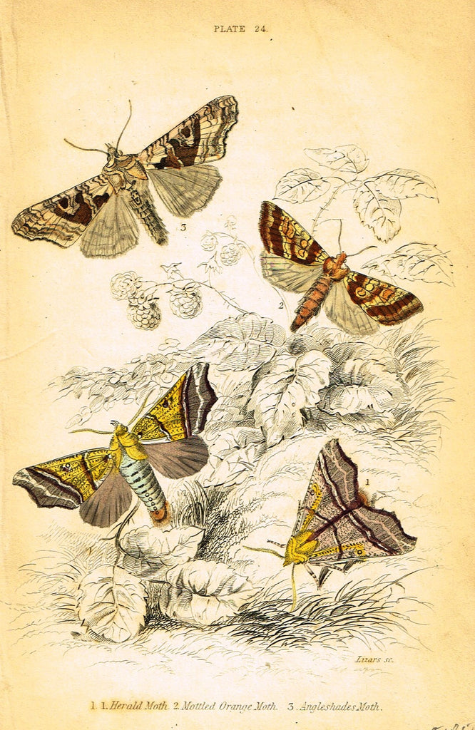 Jardine Butterfly Print - "HERALD MOTH" - Hand-Colored Engraving - 1833