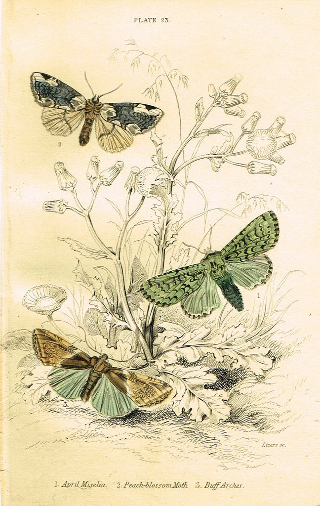 Jardine Butterfly Print - "APRIL MISELIA" - Hand-Colored Engraving - 1833