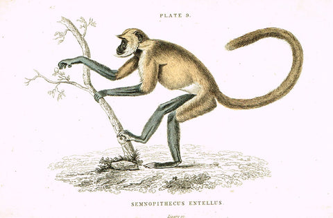 Jardine's Animals - "SEMNOPITHECUS ENTELLUS" (MONKEY) - Hand-Colored Engraving - 1833