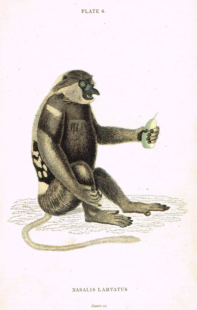 Jardine's Animals - "NASALIS LARVATUS" (MONKEY) - Hand-Colored Engraving - 1833
