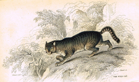 Jardine's Animals - "WILD CAT" (CATS) - Hand-Colored Engraving - 1833