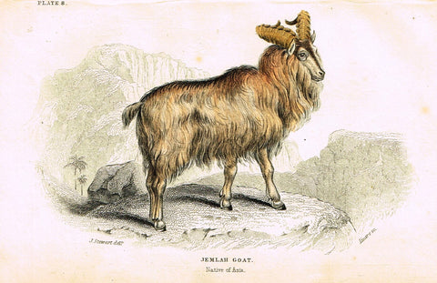 Jardine's Animals - "JEMLAH GOAT"  - Hand-Colored Engraving - 1833