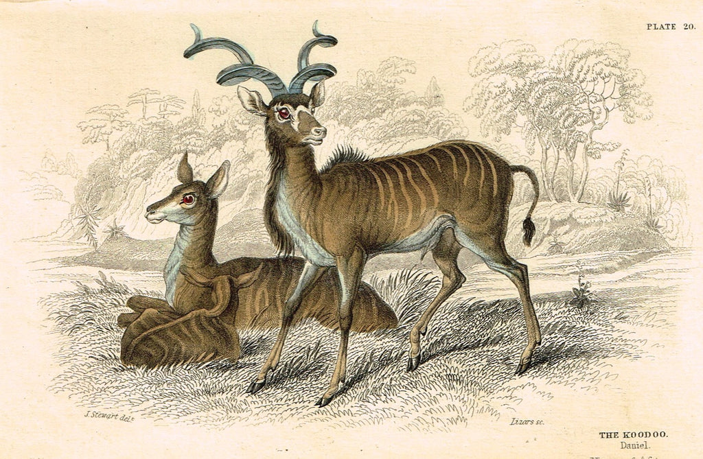 Jardine's Animals - "THE KOODOO"  - Hand-Colored Engraving - 1833
