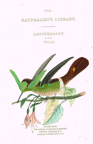 Jardine's Birds - "HUMMINGBIRD FRONTISPIECE" - Hand-Colored Engraving - 1833