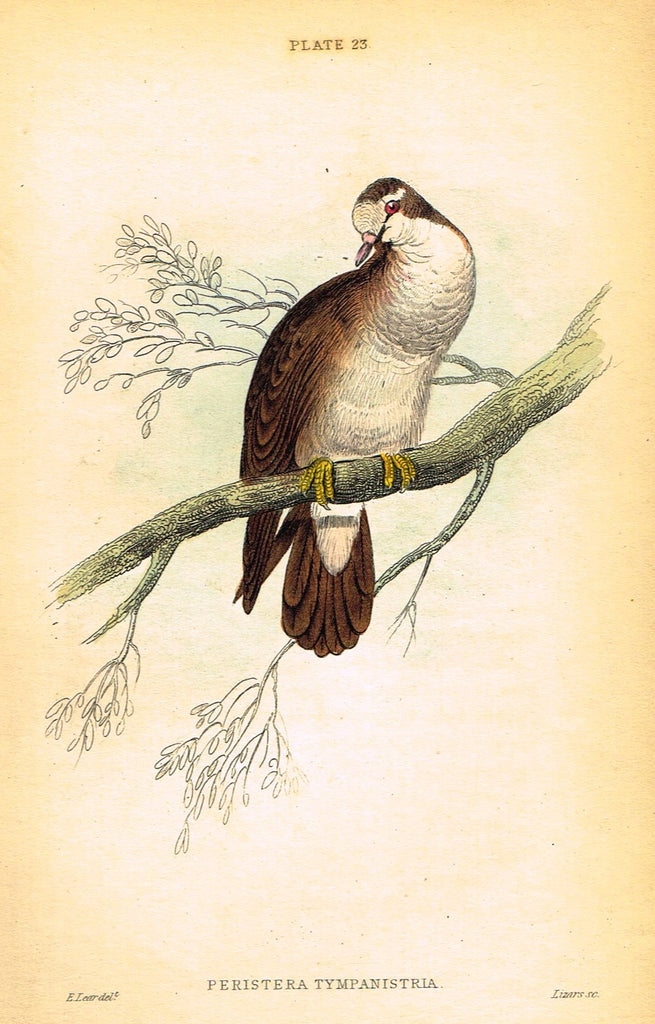Jardine's Birds - "PERISTERA TYMPANISTRIA" - Hand-Colored Engraving - 1833