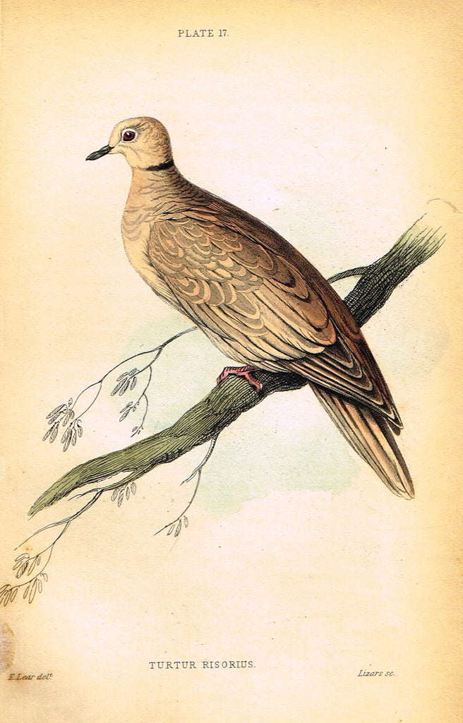 Jardine's Birds - "TURTUR RISORIUS" - Hand-Colored Engraving - 1833