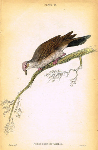 Jardine's Birds - "PERISTERA RUFAXILLA" - Hand-Colored Engraving - 1833