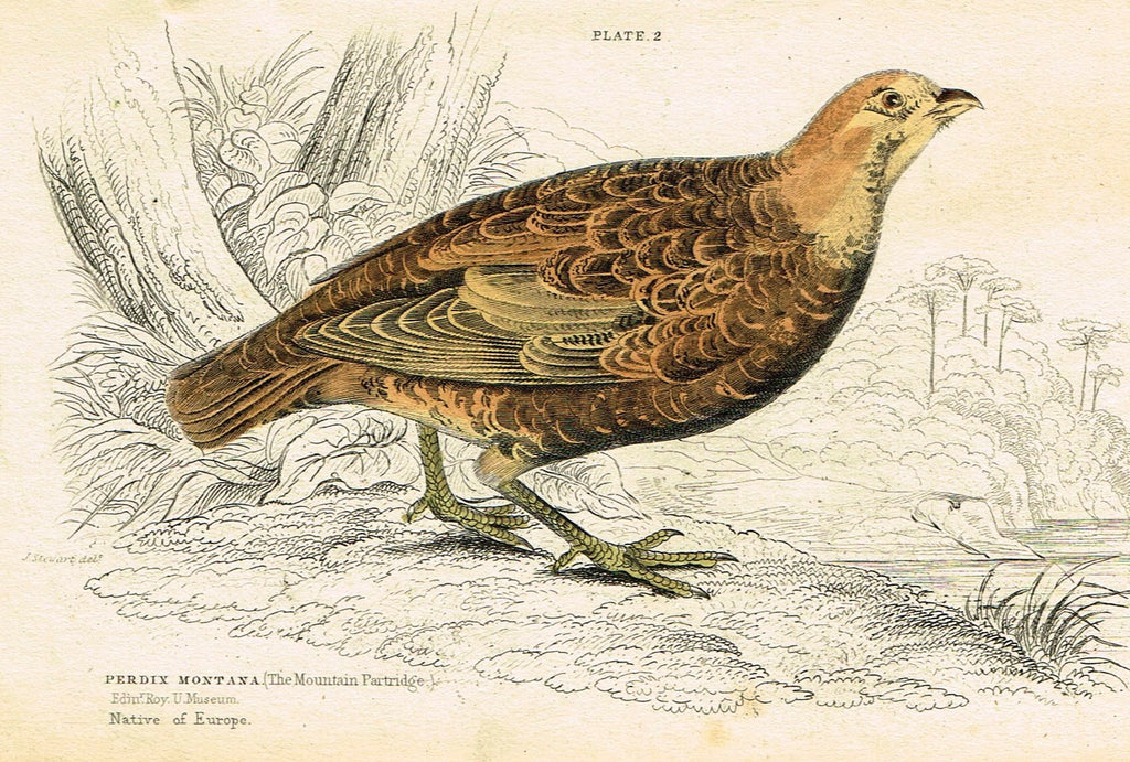 Jardine's Birds - "THE MOUNTAIN PARTRIDGE" - Hand-Colored Engraving - 1833
