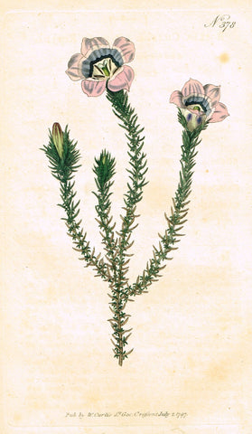Curtis's Botanical Magazine - "PRICKLY ROELLA" (#378) - Copper Engraving - 1797