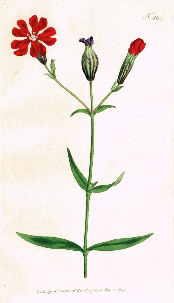 Curtis's Botanical Magazine - "DARK0COLOURED CATCHFLY" (#382) - Copper Engraving - 1797