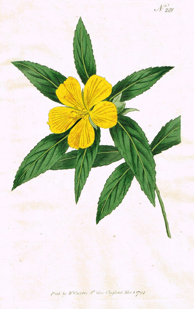 Curtis's Botanical Magazine - "NARROW LEAVED TURNERA" (#281) - Copper Engraving - 1794