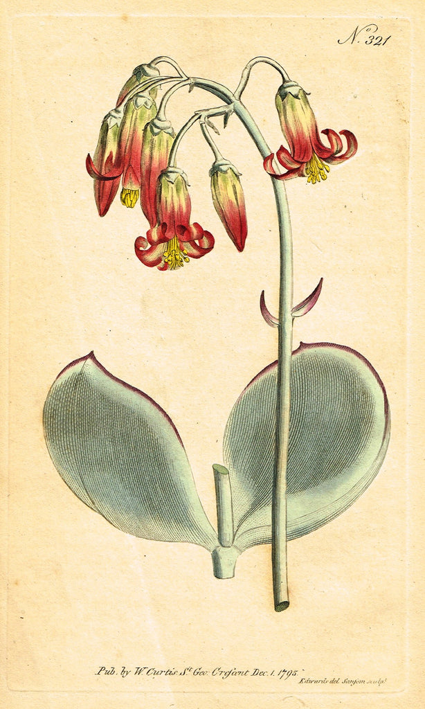 Curtis's Botanical Magazine - "ROUND LEAVED NAVEL WORT" (#321) - Copper Engraving - 1795