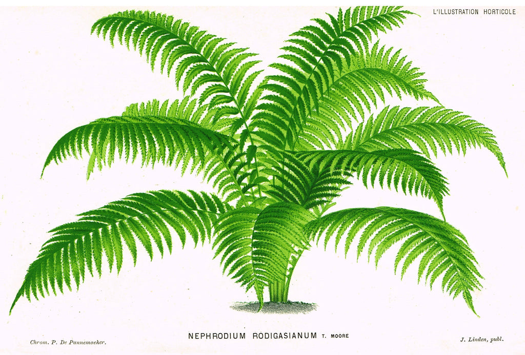 Linden's L'Illustration Horticole - "NEPBRODIUM RODIGASIANUM" - Chromolithograph - 1882