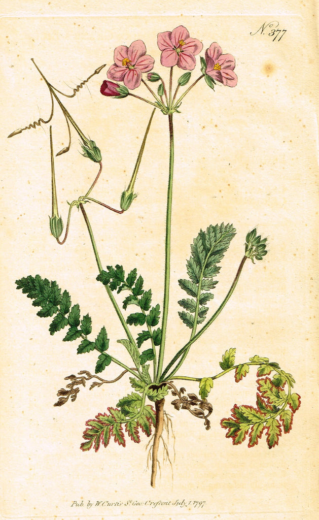 Curtis's Botanical Magazine - "ROMAN CRANE'S BILL" (#377) - Copper Engraving - 1797