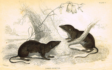 Jardine's Animals - "SOREX REMIFER" - Hand-Colored Engraving - 1833