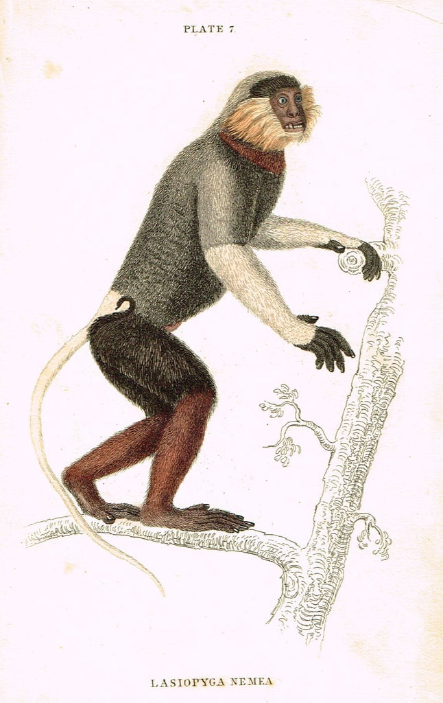 Jardine's Animals - "LASIOPYGA NEMEA" (MONKEY) - Hand-Colored Engraving - 1833
