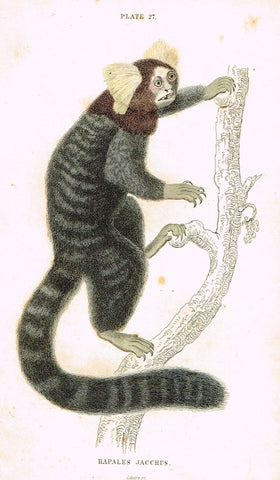 Jardine's Animals - "HAPALES JACCHUS" (MONKEY) - Hand-Colored Engraving - 1833