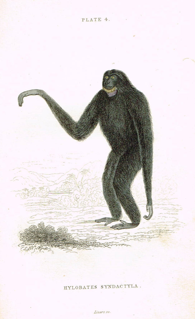 Jardine's Animals - "HYLOBATES SYNDACTYLA" (MONKEY) - Hand-Colored Engraving - 1833