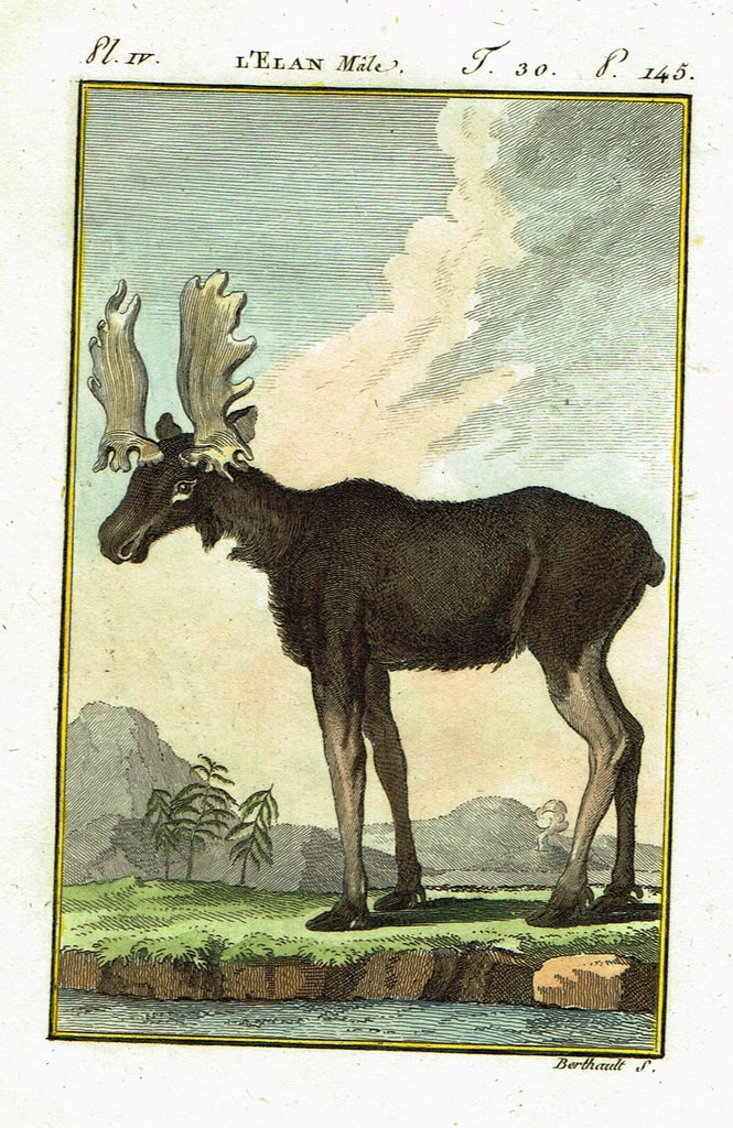 Buffon's Histoire Naturelle - "L'ELAN" - Copper Engraving - 1799