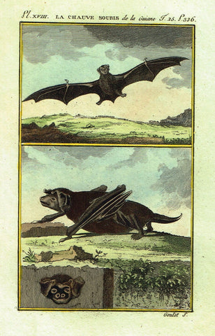 Buffon's Histoire Naturelle - "LA CHAUVE SOURIS (BAT)" - Copper Engraving - 1799