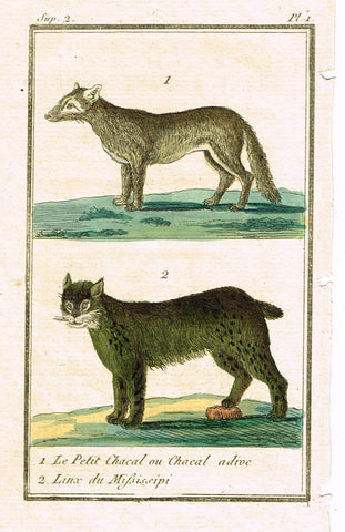 Buffon's Naturelle - "LE PETIT CHACAL & LINX - (WILD CAT VARIETIES)" - Engraving - 1799