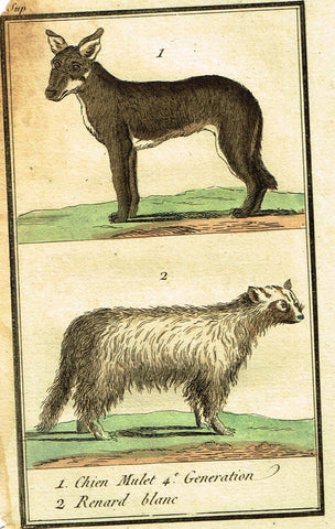 Buffon's Histoire - "CHIEN MULET & RENARD BLANC - (DOG VARIETIES)" - Engraving - 1799