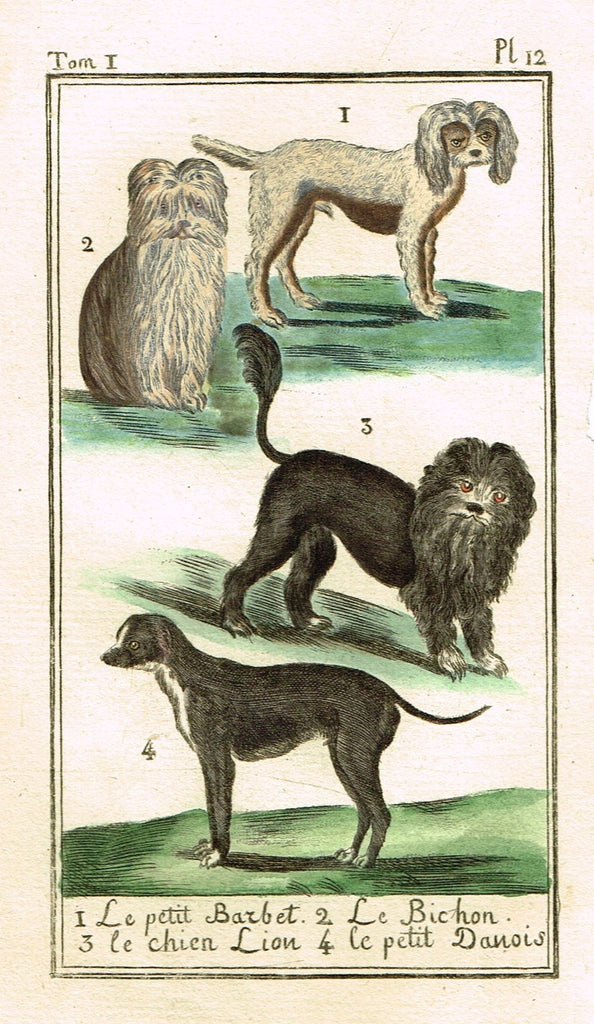 Buffon's Histoire Naturelle - "LE BICHON, BARBET & DANOIS (DOG VARIETIES)" - Copper Engraving - 1799