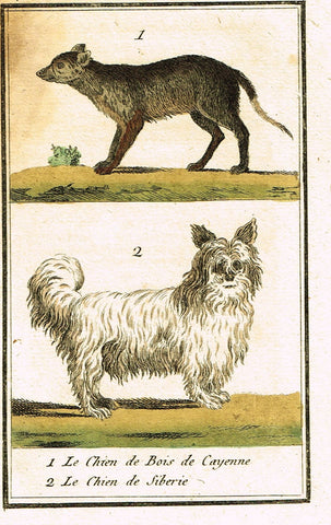 Buffon's Naturelle - LE CHIEN DE BOIS CAYENNE & DE SIBERIE - (DOGS) - Engraving - 1799