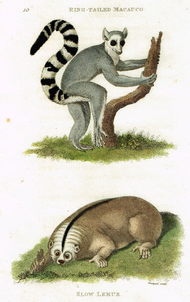 Shaw's General Zoology - "RING-TAILED MACAUCO & SLOW LEMUR" - Copper Engraving - 1800