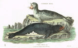 Shaw's General Zoology - "COMMON & PIED SEAL" - Copper Engraving - 1800