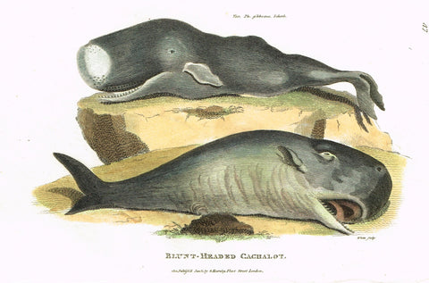 Shaw's General Zoology - "BLUNT-HEADED CACHALOT" - Copper Engraving - 1800