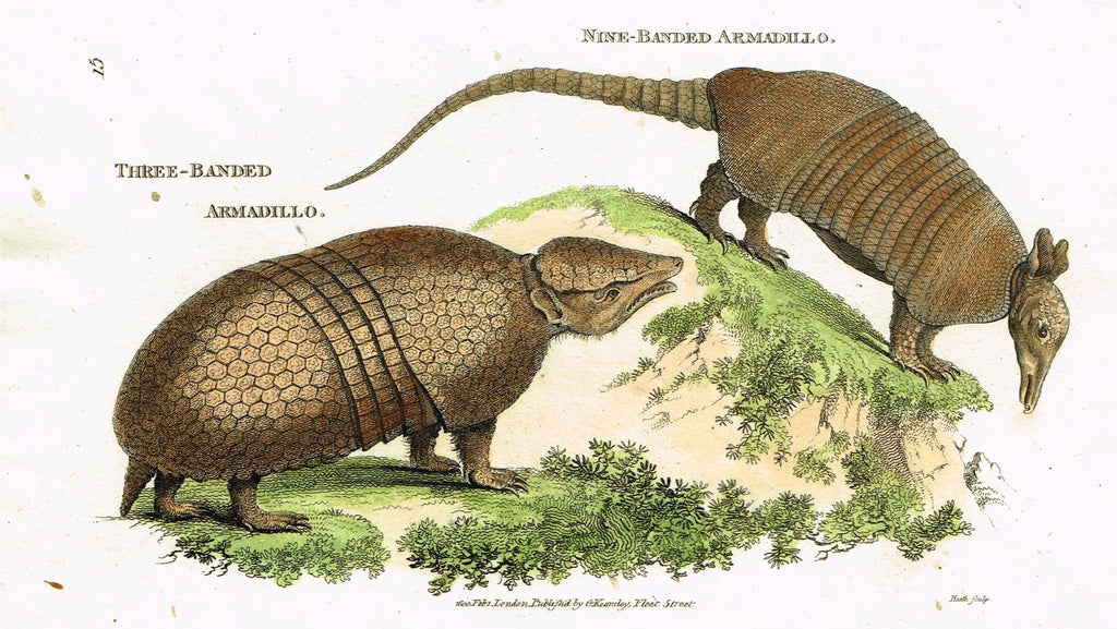 Shaw's General Zoology - "THREE-BANDED ARMADILLO" - Copper Engraving - 1800