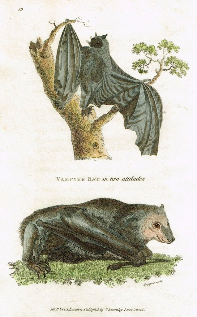Shaw's General Zoology - "VAMPIRE BAT" - Copper Engraving - 1800