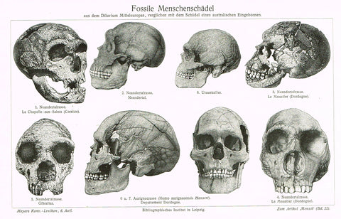 Meyers Lexicon - "FOSSILE MENSCHENSCHADEL - SCULLS (MEDICAL)" - Lithograph - 1913