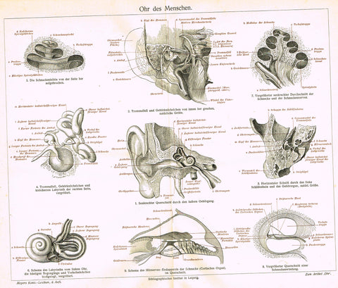 Meyers Lexicon - "OHR DES MENSCHENI - EARS (MEDICAL)" - Lithograph - 1913