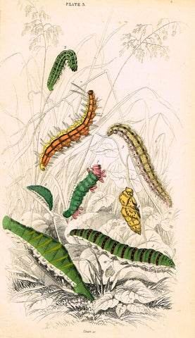 Jardine Butterfly Print - "VARIOUS CATERPILLARS" - Hand-Colored Engraving - 1833