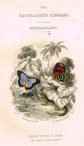 Jardine Butterfly Print - FRONTISPIECE - ENDIMION & CONDOMANUS - H-Col Engraving - 1833
