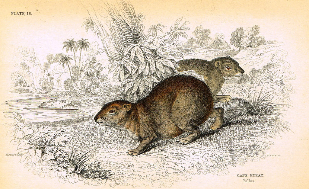 Jardine's Animals - "CAPE HYRAX" - Hand-Colored Engraving - 1833