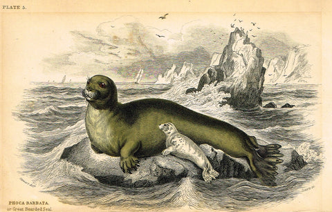 Jardine's Animals - "GREAT BEARDED SEAL" - Hand-Colored Engraving - 1833