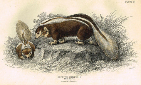 Jardine's Animals - "MEPHITIS CHILENSIS" - Hand-Colored Engraving - 1833