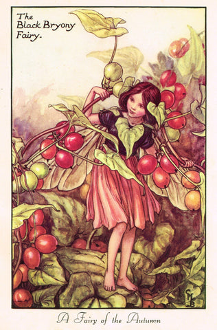 Cicely Barker's Fairy Print - "THE BLACK BRYONY FAIRY" - LARGE Children's Lithogrpah - c1955