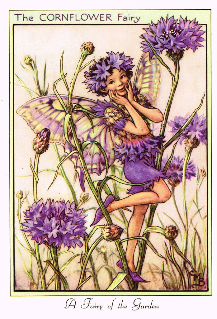 Cicely Barker's Fairy Print - "THE CORNFLOWER FAIRY" - LARGE Children's Lithogrpah - c1955