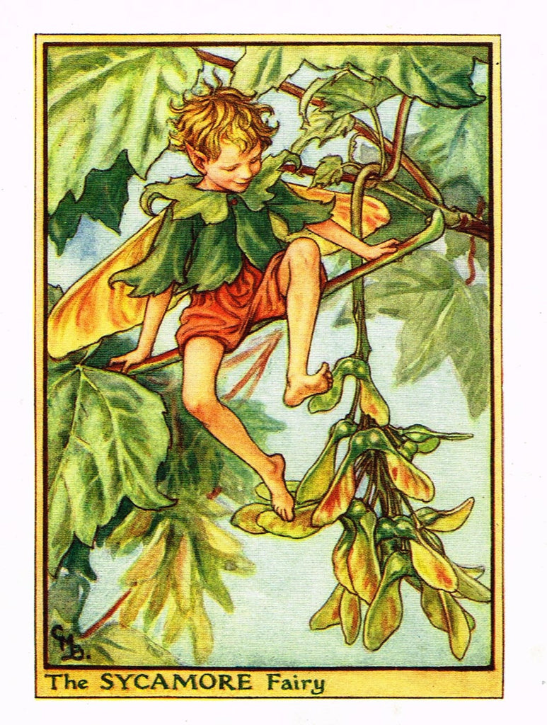 Cicely Barker's Fairy Print - "THE SYCAMORE FAIRY" - Children's Lithogrpah - c1935