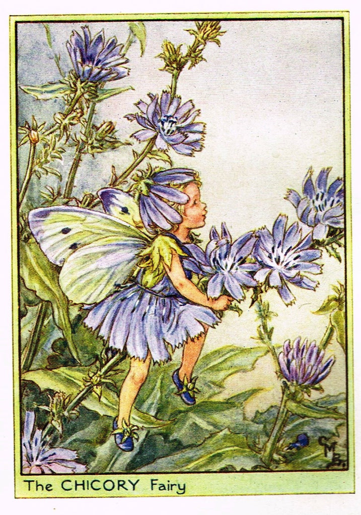Cicely Barker's Fairy Print - "THE CHICORY FAIRY" - Children's Lithogrpah - c1935