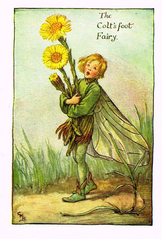 Cicely Barker's Fairy Print - "THE COLT'S FOOT FAIRY" - Children's Lithogrpah - c1935