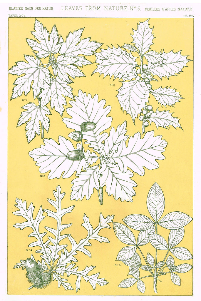 Owen Jones Design - "LEAVES FROM NATURE - No. 5" - Chromo Lithogrpah - 1868