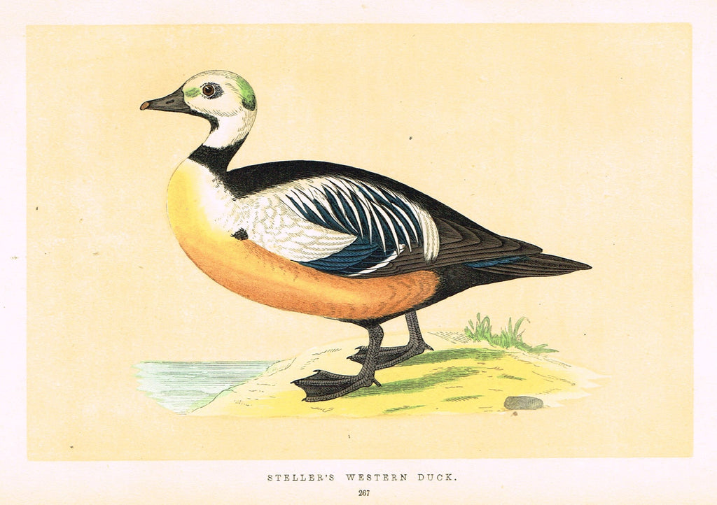 Morris's Birds - "STELLER'S WESTERN DUCK" - Hand Colored Wood Engraving - 1895