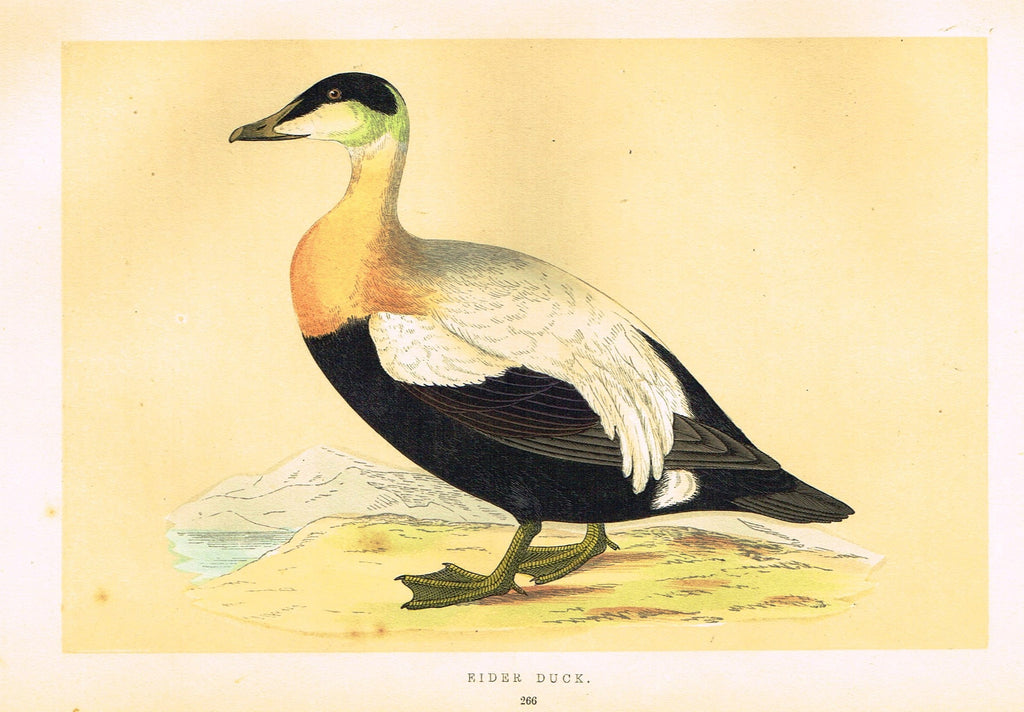 Morris's Birds - "EIDER DUCK" - Hand Colored Wood Engraving - 1895