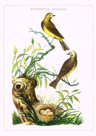 Nederlandsche Vogelen  Bird Print -  "EMBERIZA CITRINELLA" - Offset Lithograph - c1960