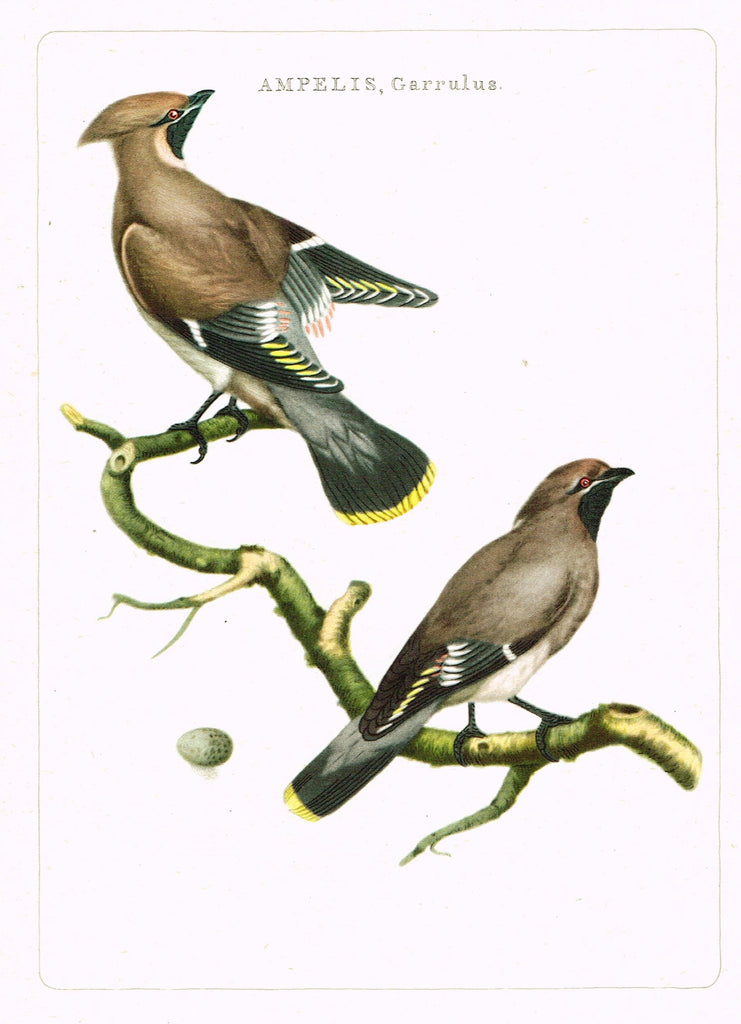 Nederlandsche Vogelen  Bird Print -  "AMPELIS, GARRULUS" - Offset Lithograph - c1960
